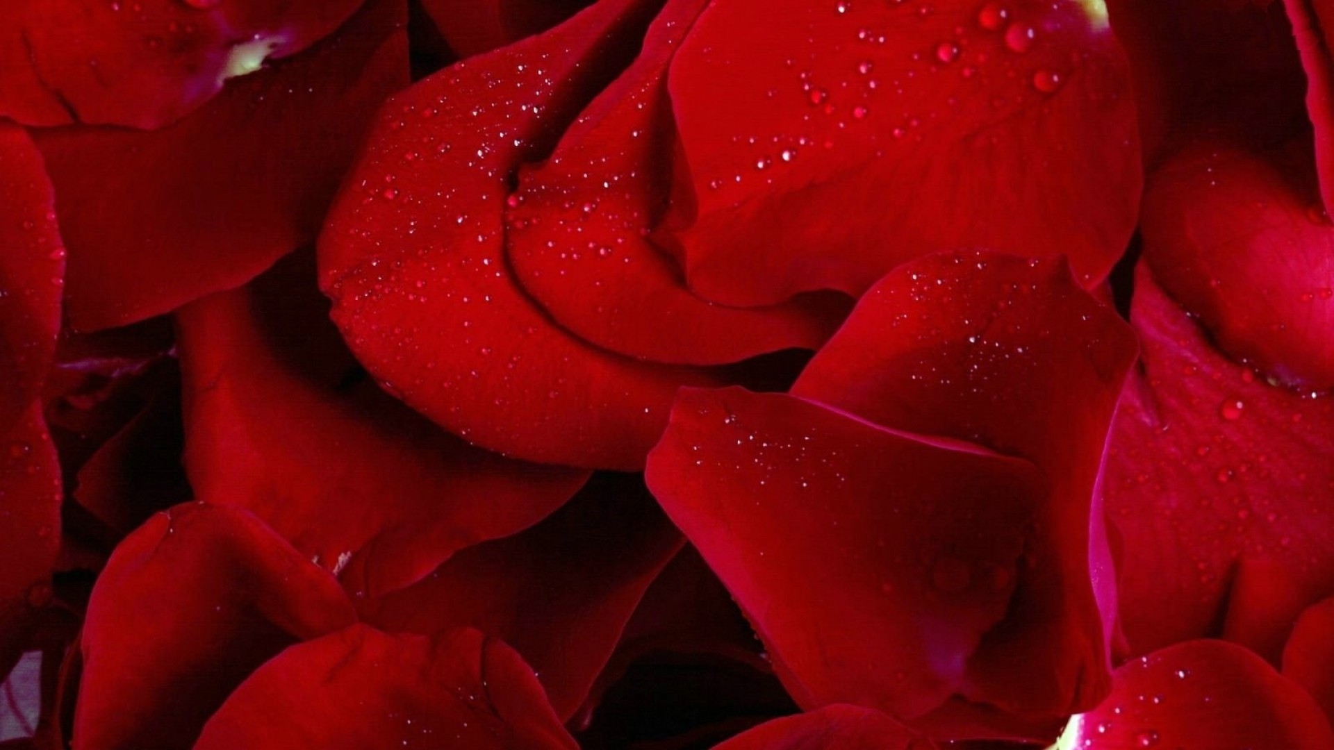 Red Rose HD Download