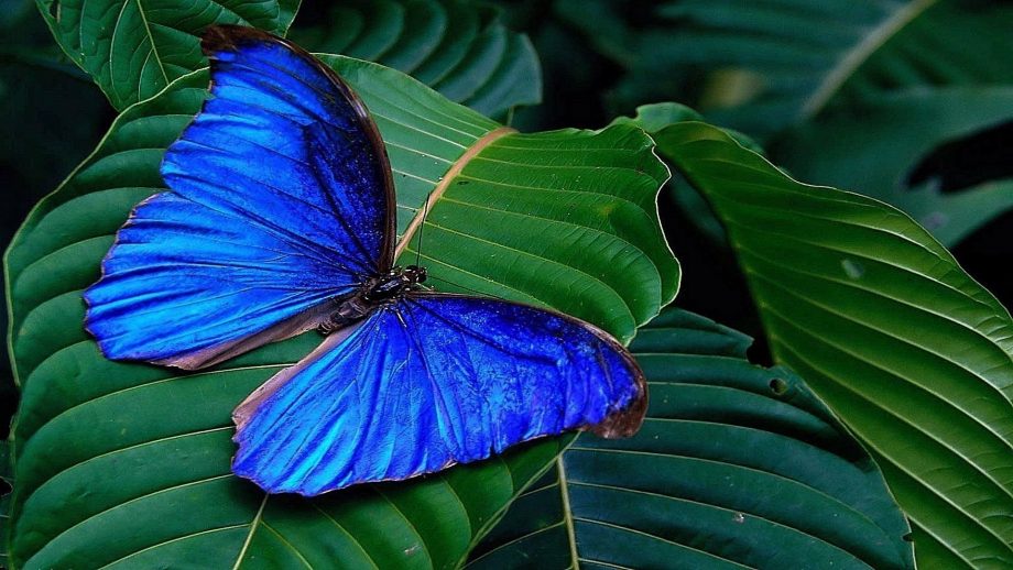 28 Blue Butterfly HD Wallpapers - Wallpaperboat