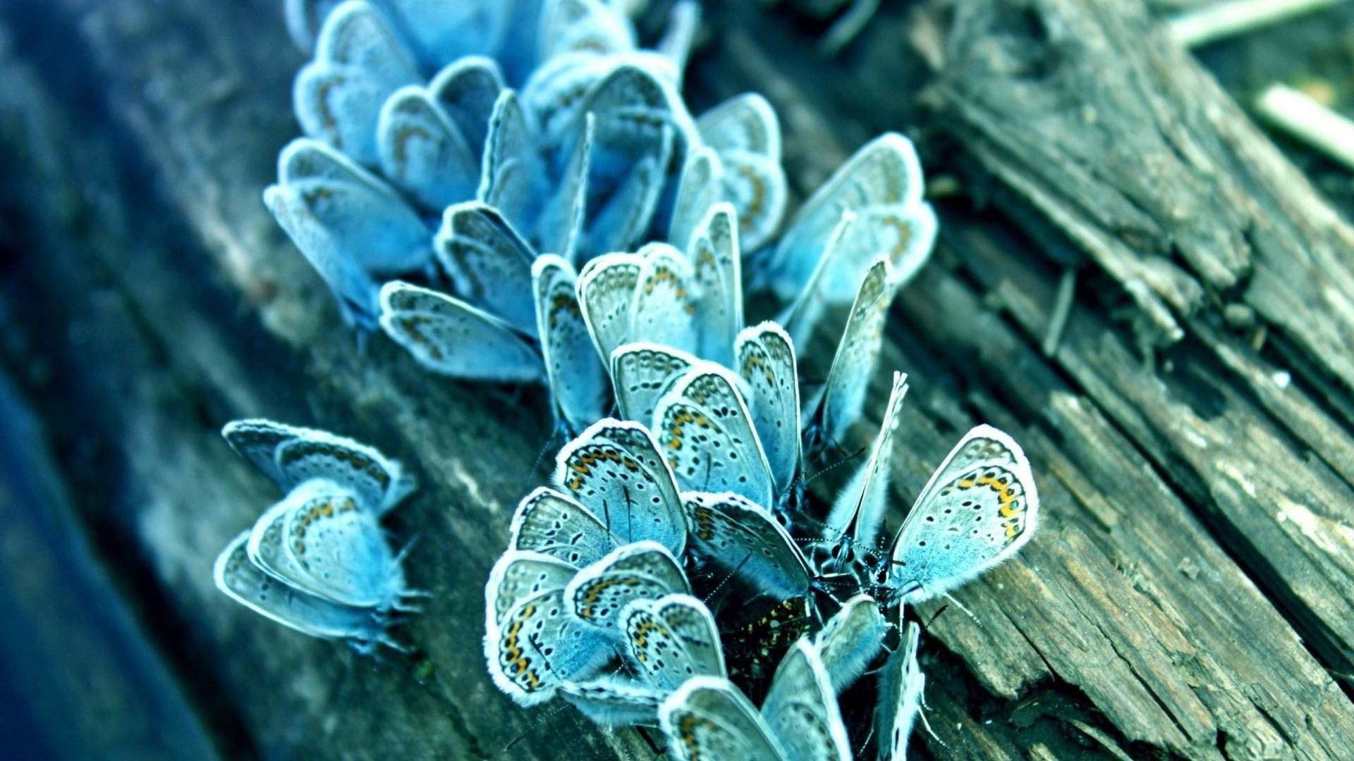 Blue Butterfly Picture