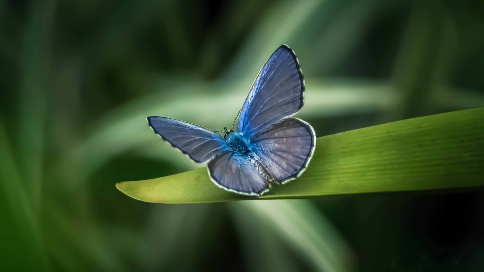 28 Blue Butterfly HD Wallpapers - Wallpaperboat