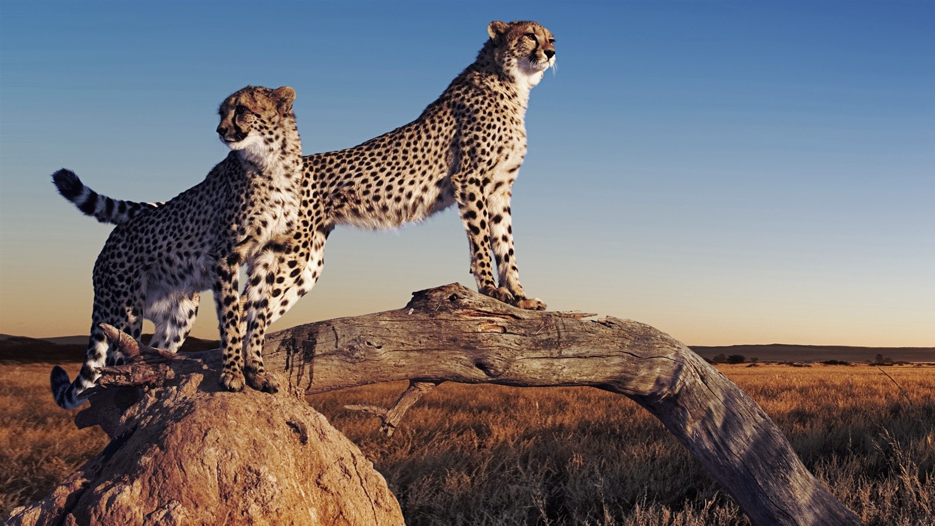Cheetah a wallpaper