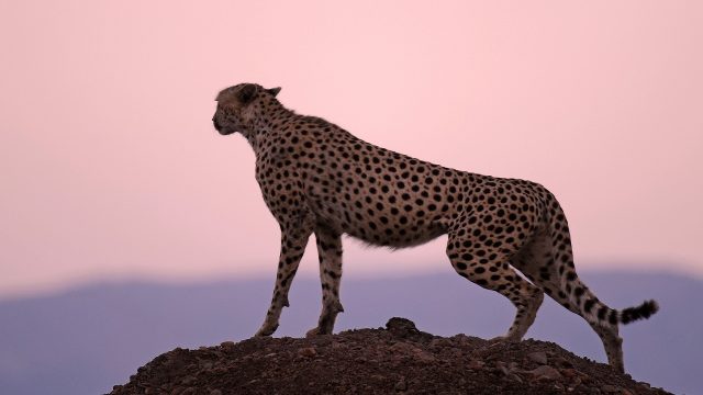 Cheetah Free Wallpaper and Background