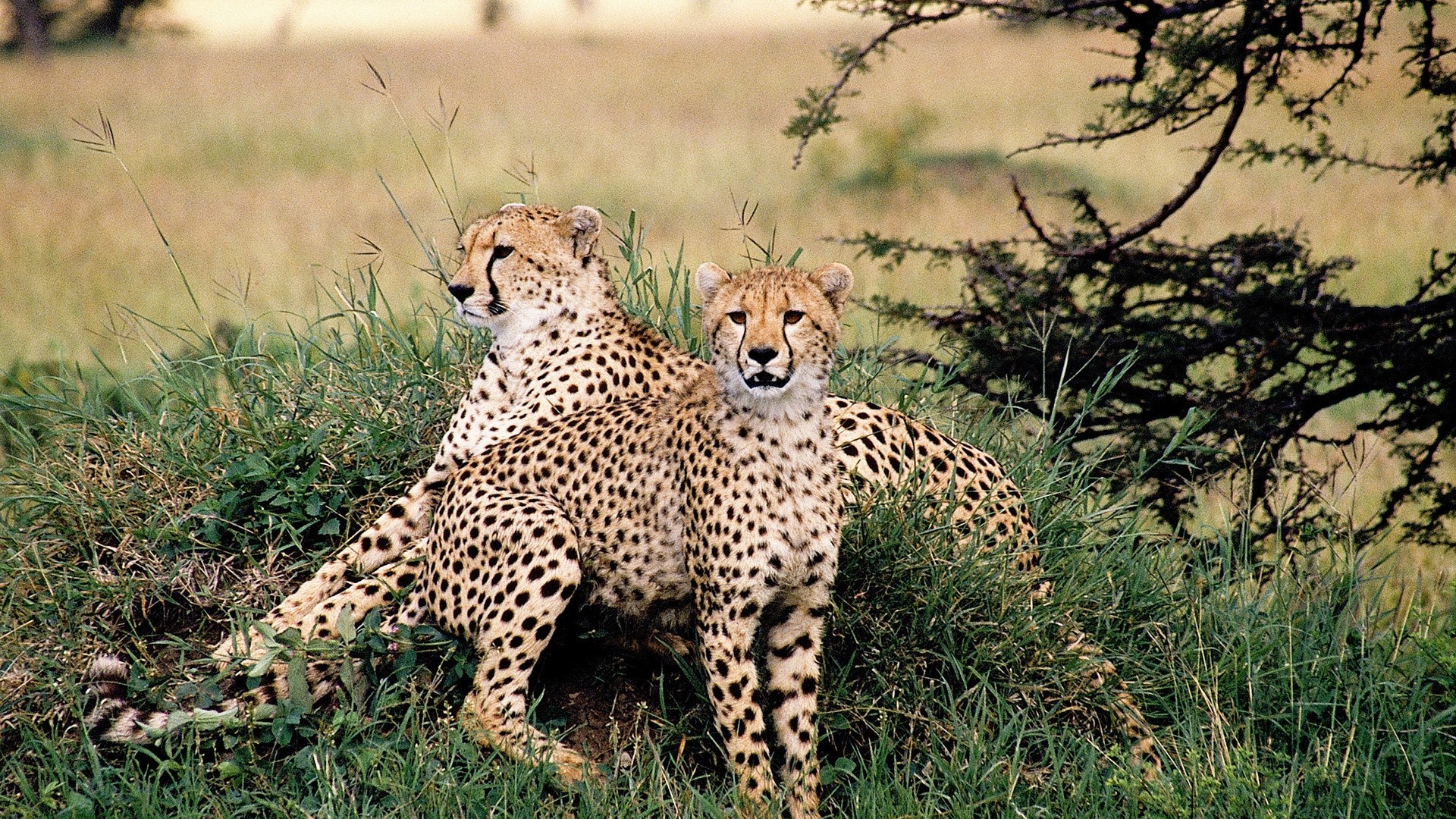 Cheetah hd wallpaper download