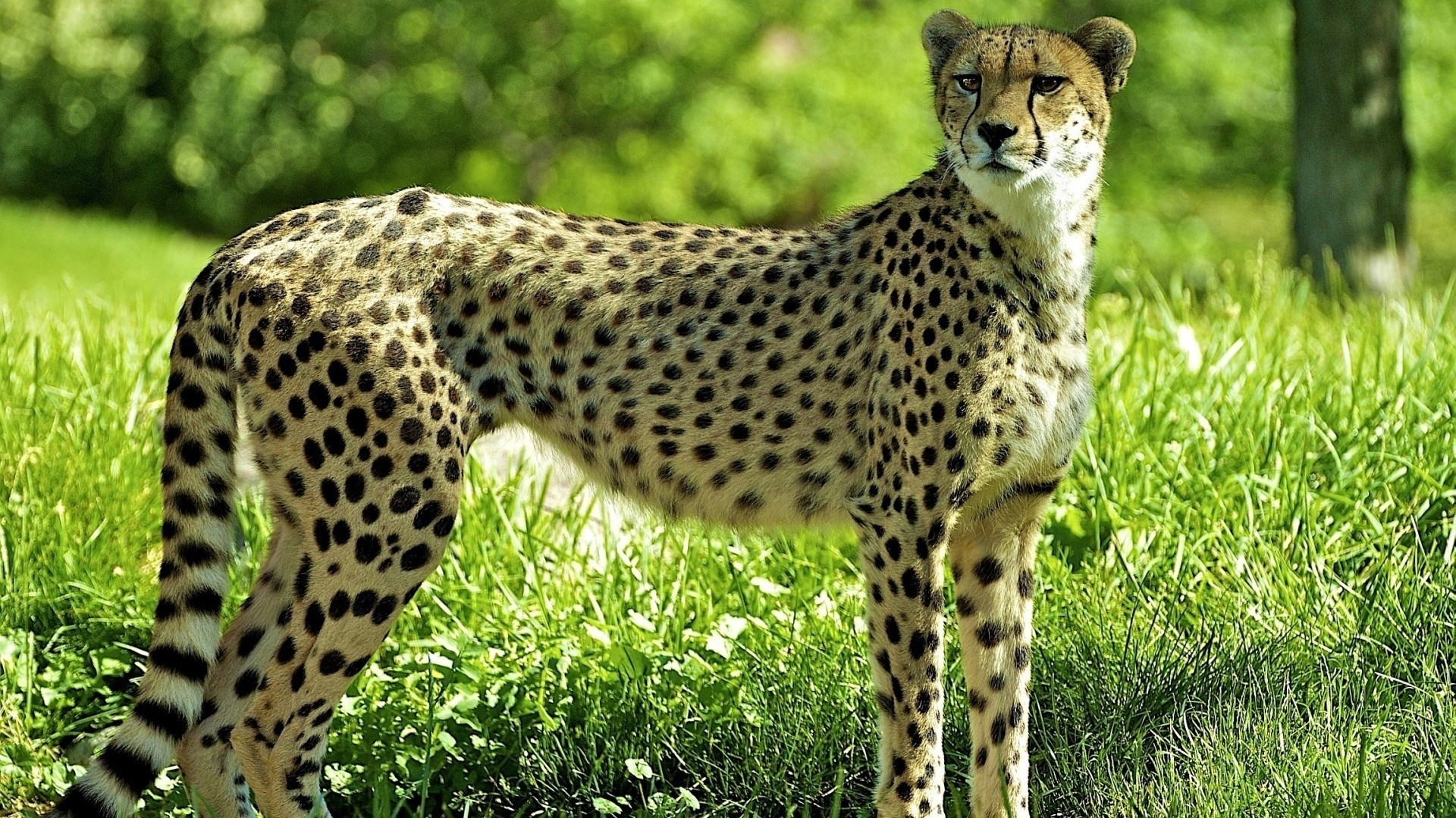 Cheetah Wallpaper theme