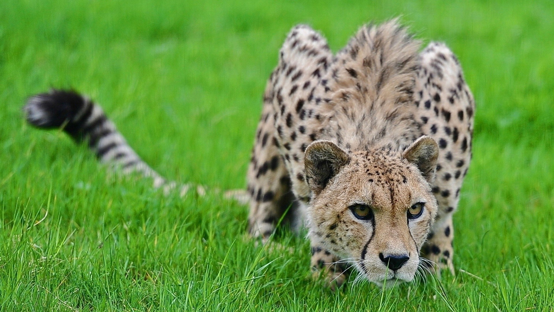 Cheetah hd desktop wallpaper