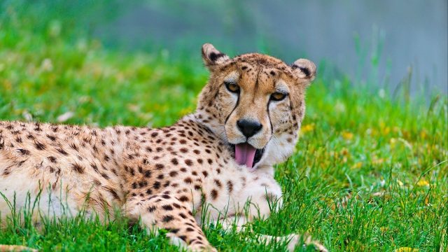 24 Cheetah HD Wallpapers - Wallpaperboat