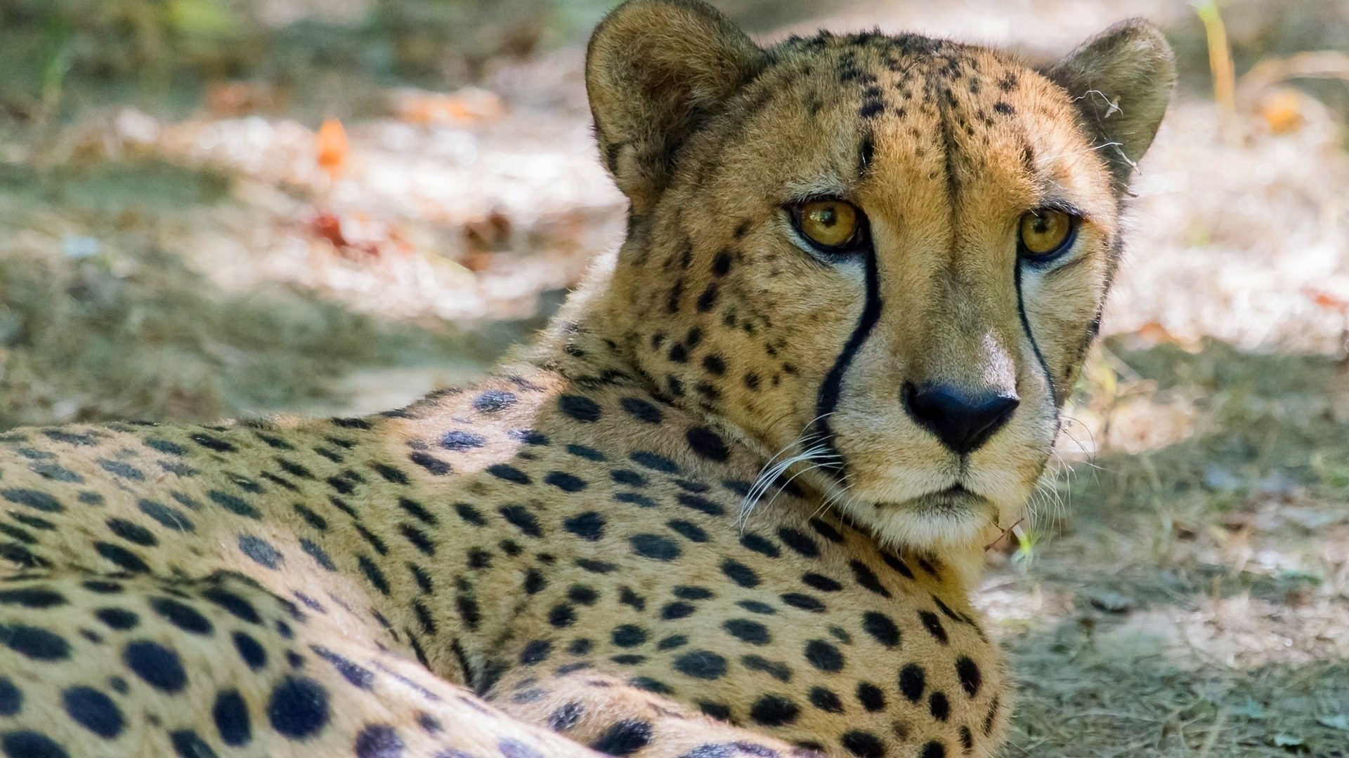 Cheetah High Quality