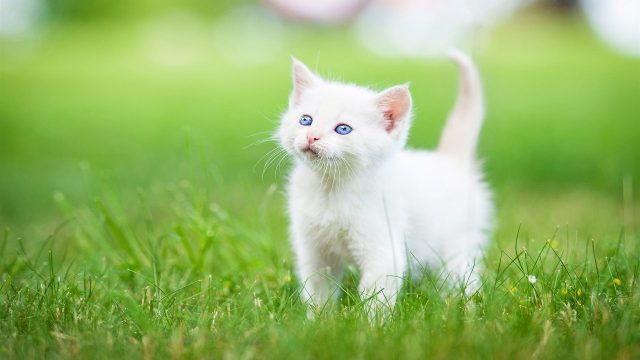 28+ Cute Animal Wallpapers - WallpaperBoat