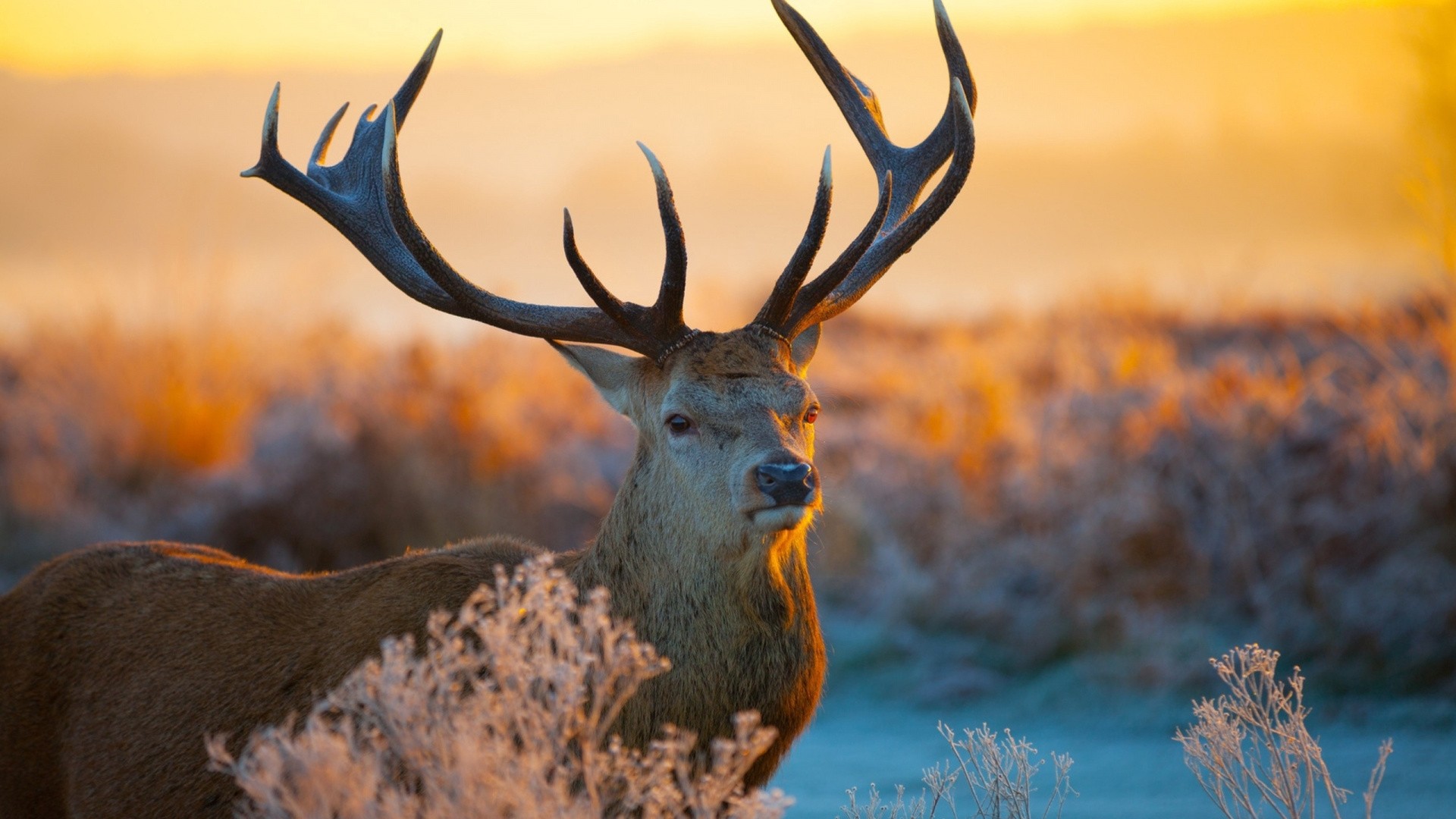 Deer Background Wallpaper