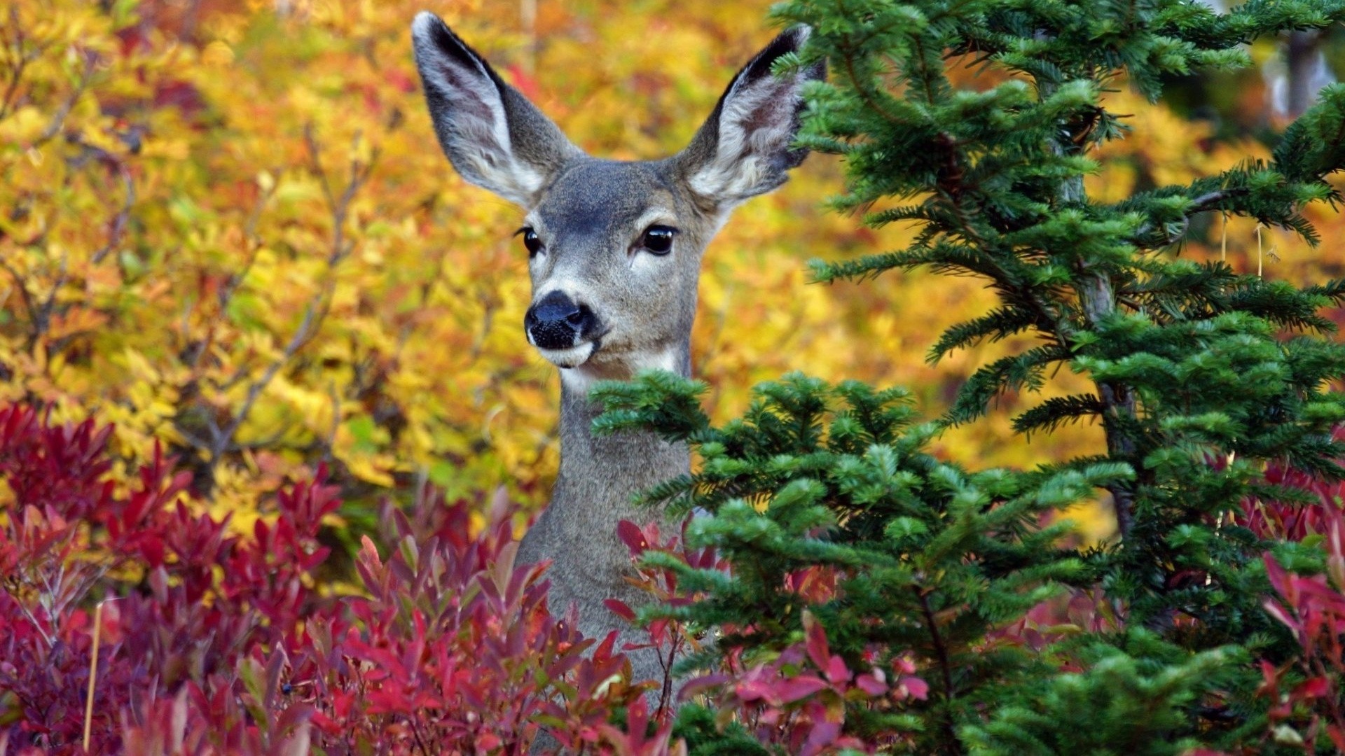 Deer Background Wallpaper