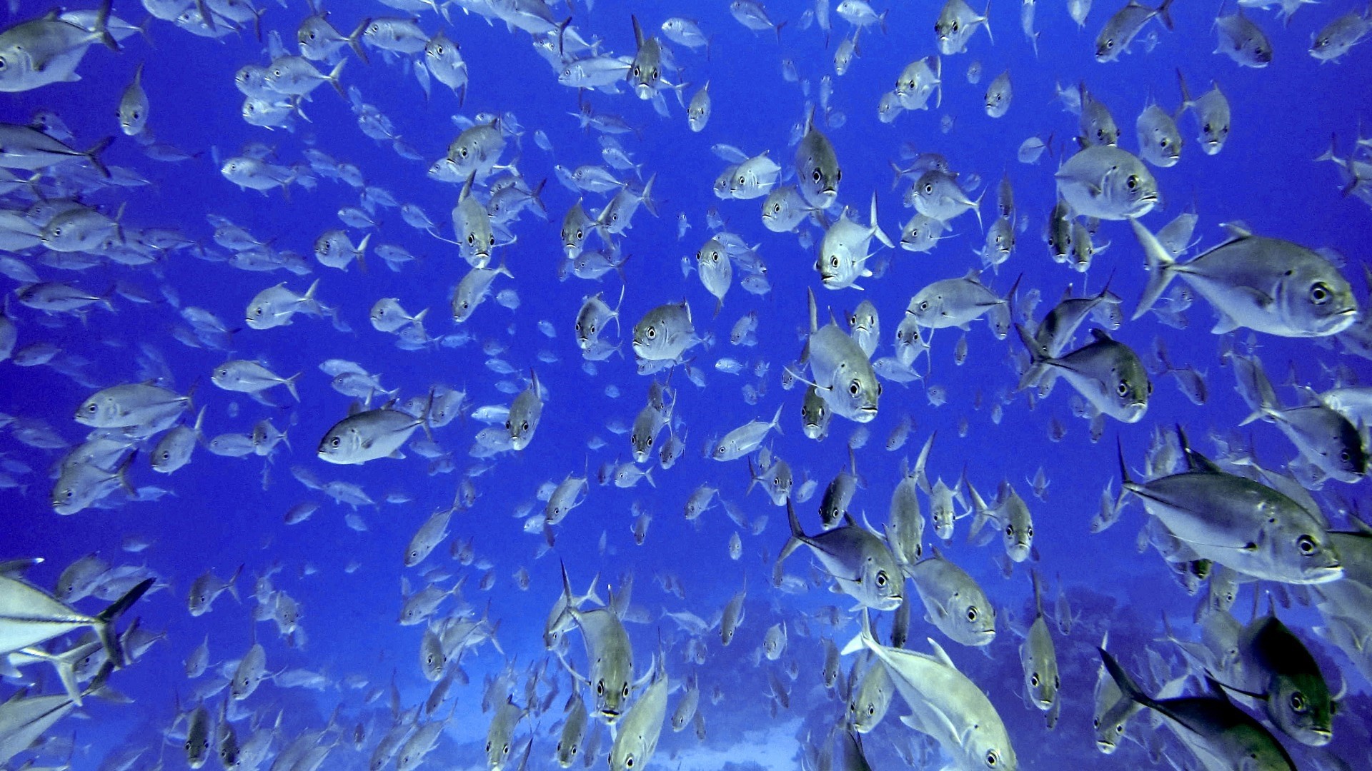 Fish PC Wallpaper HD