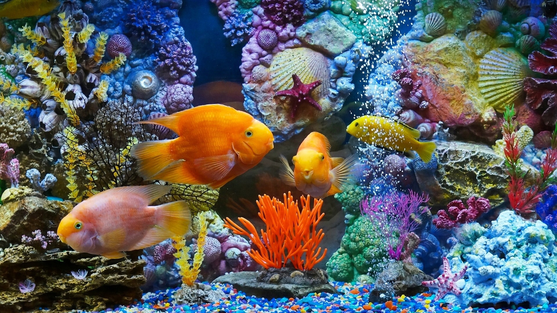 Fish hd desktop wallpaper