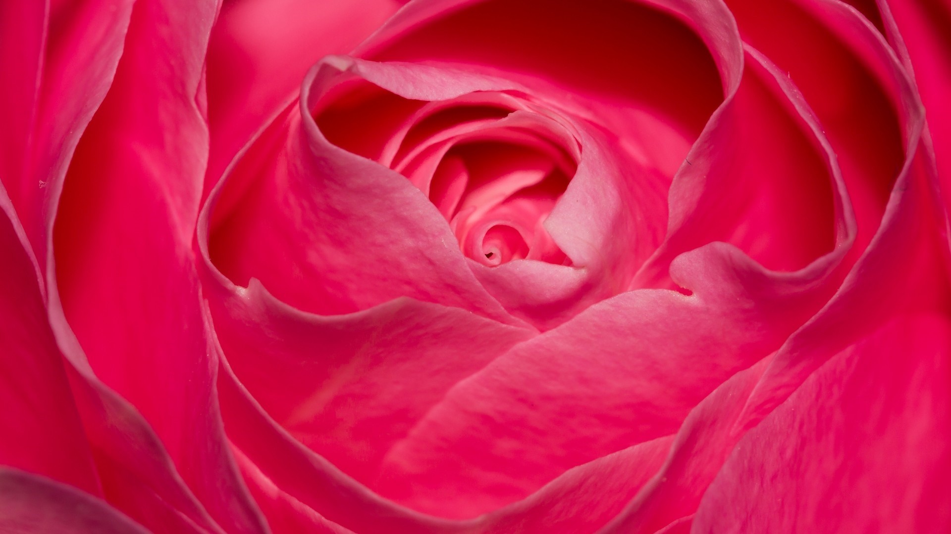 Pink Rose Wallpaper image hd