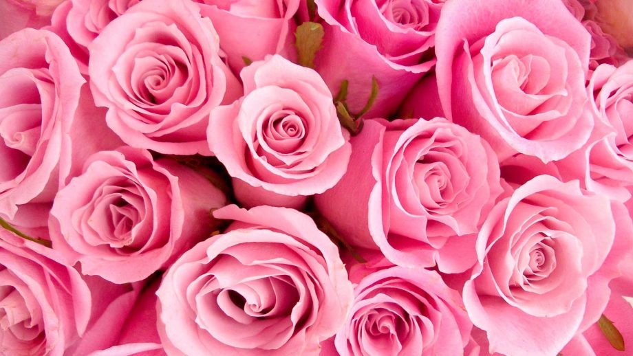 28 Pink Rose Wallpapers - Wallpaperboat