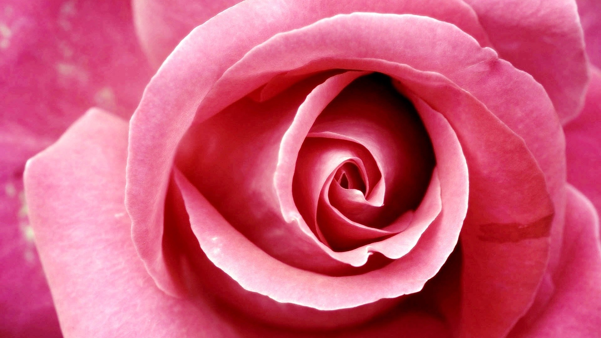 Pink Rose HD Wallpaper