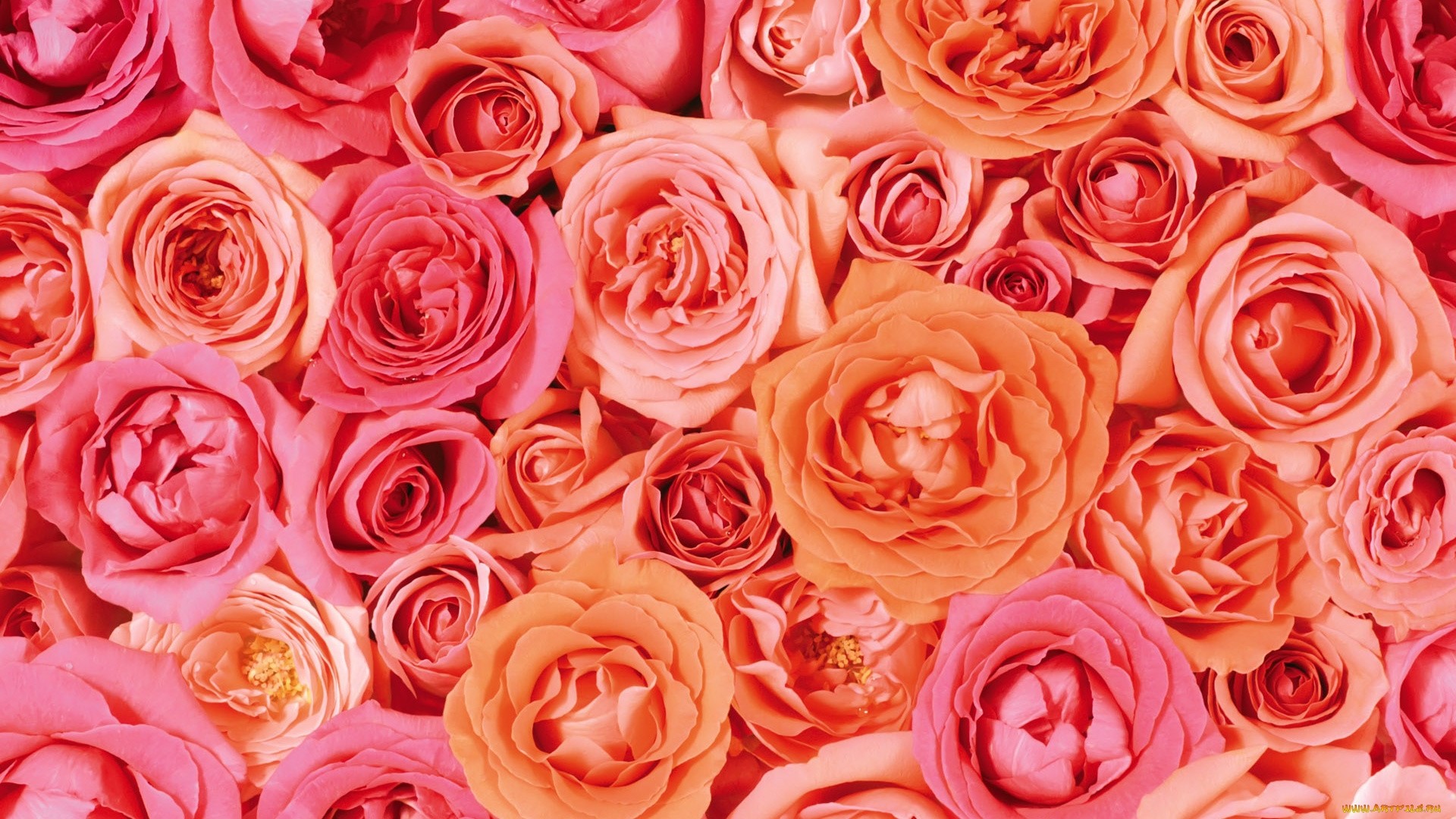 Pink Rose hd desktop wallpaper