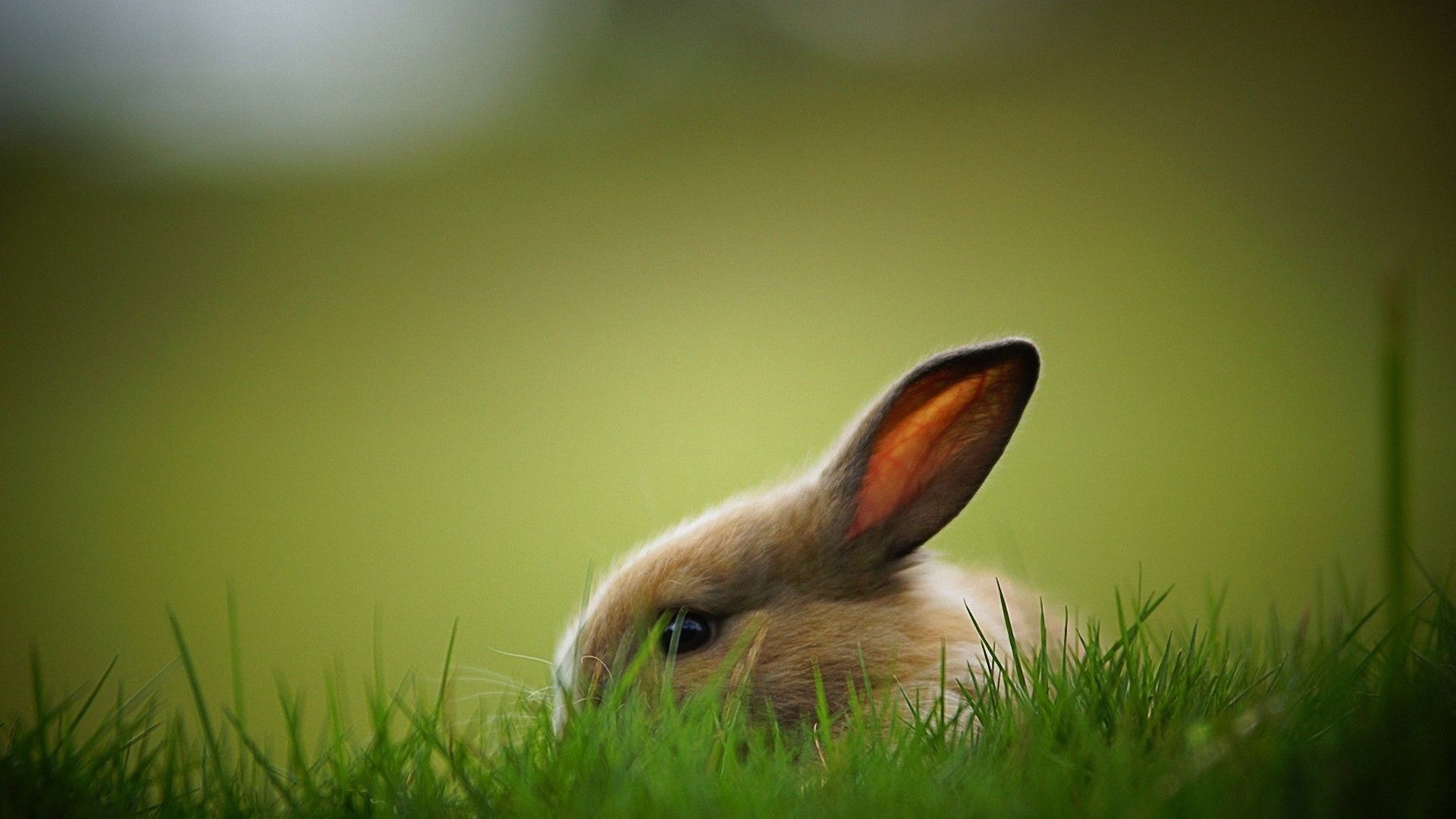 Bunny Background