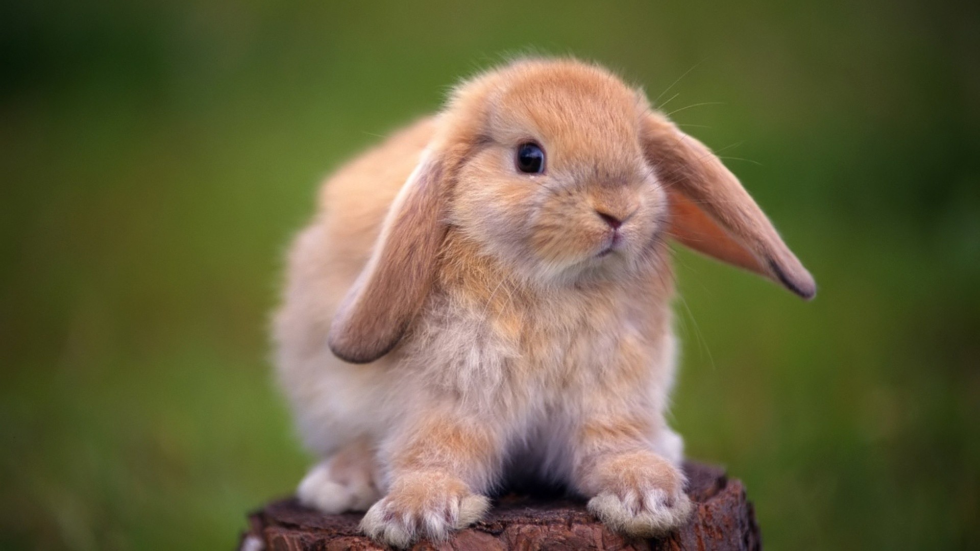 Bunny Picture