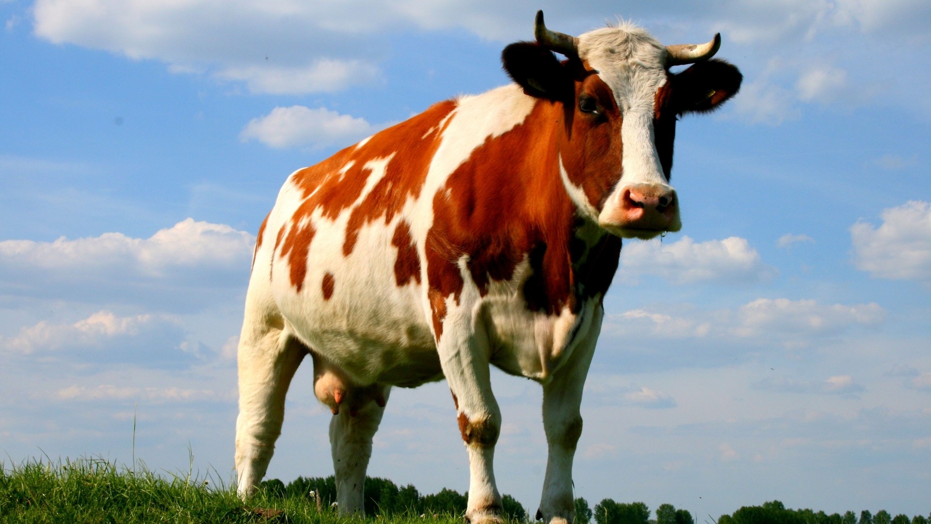 Cow Desktop wallpaper