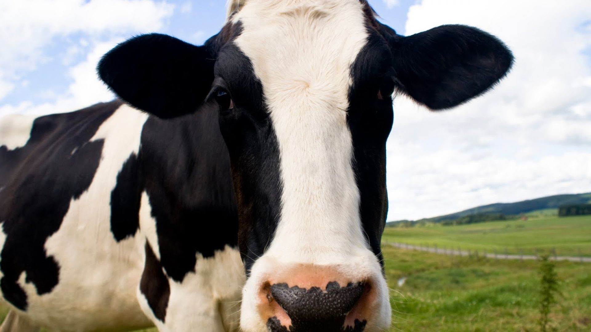 Cow HD Download