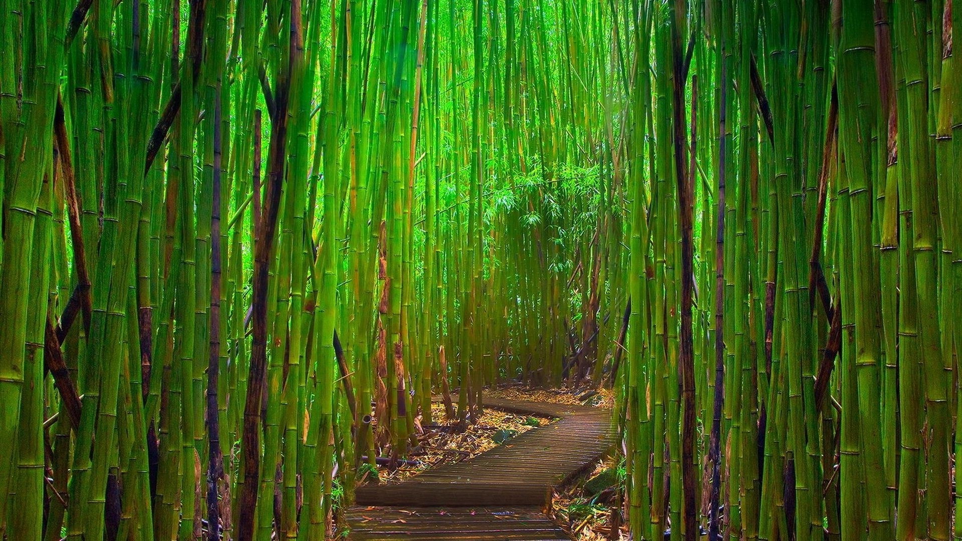Bamboo Picture