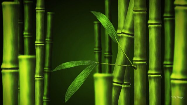 Bamboo High Quality