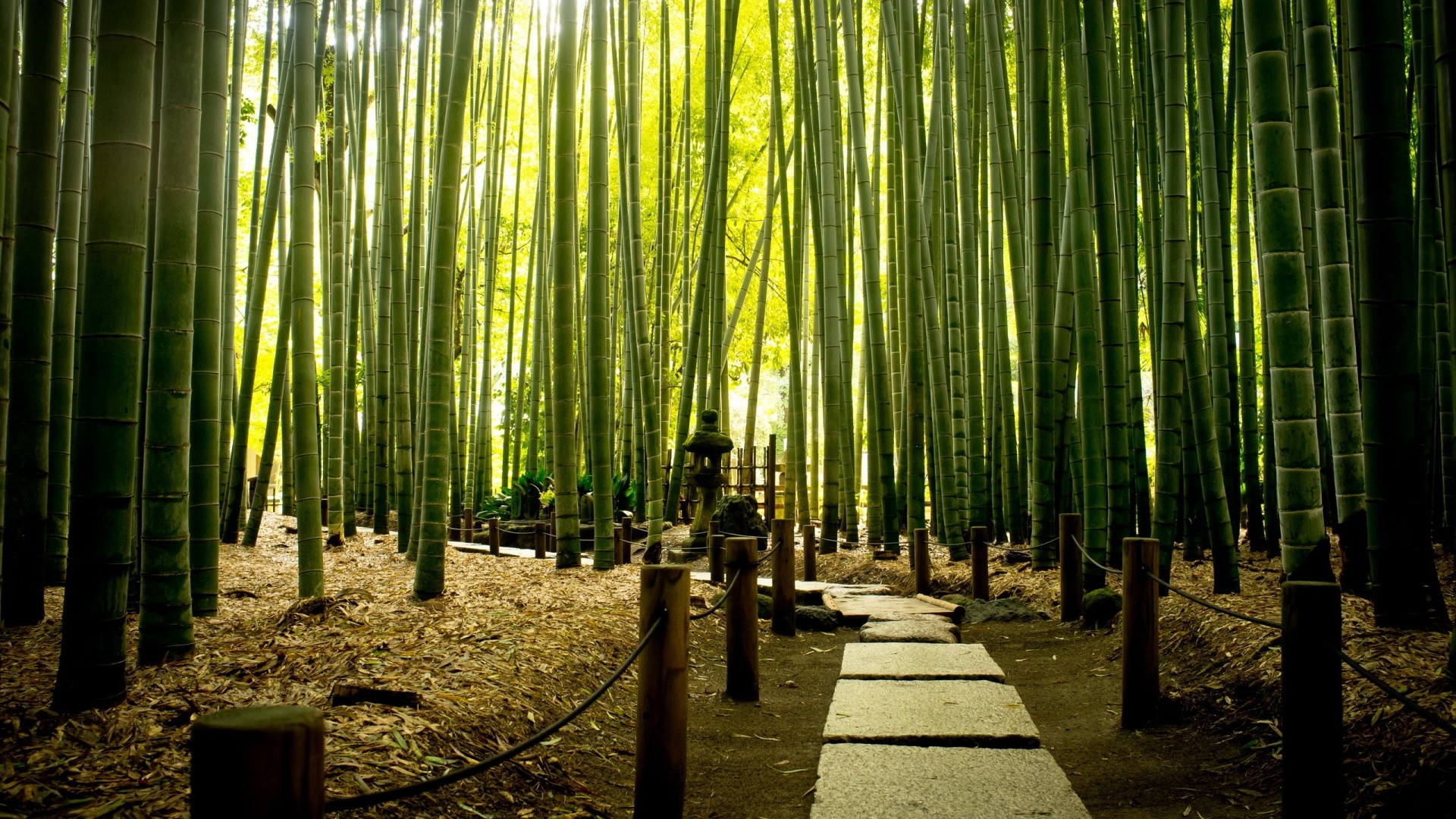 Bamboo Pic
