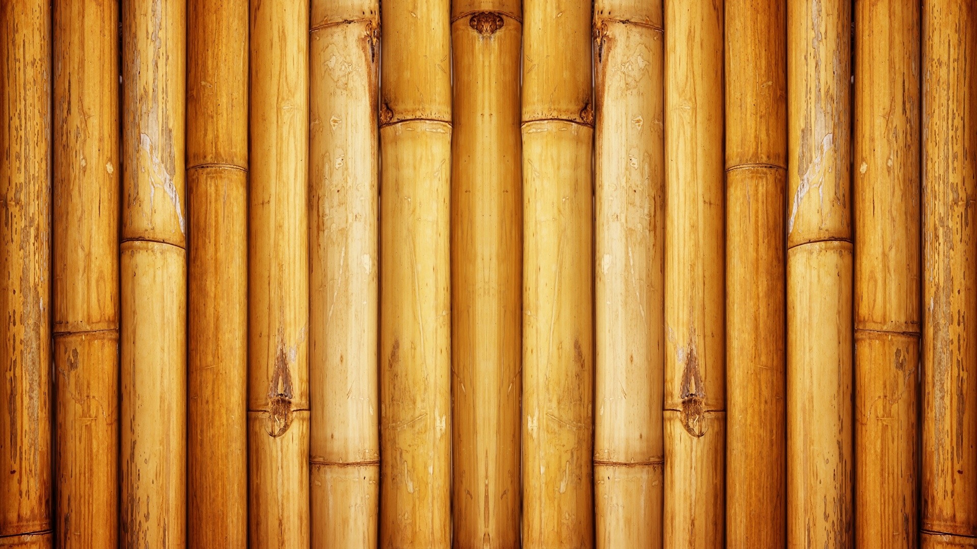 Bamboo Image