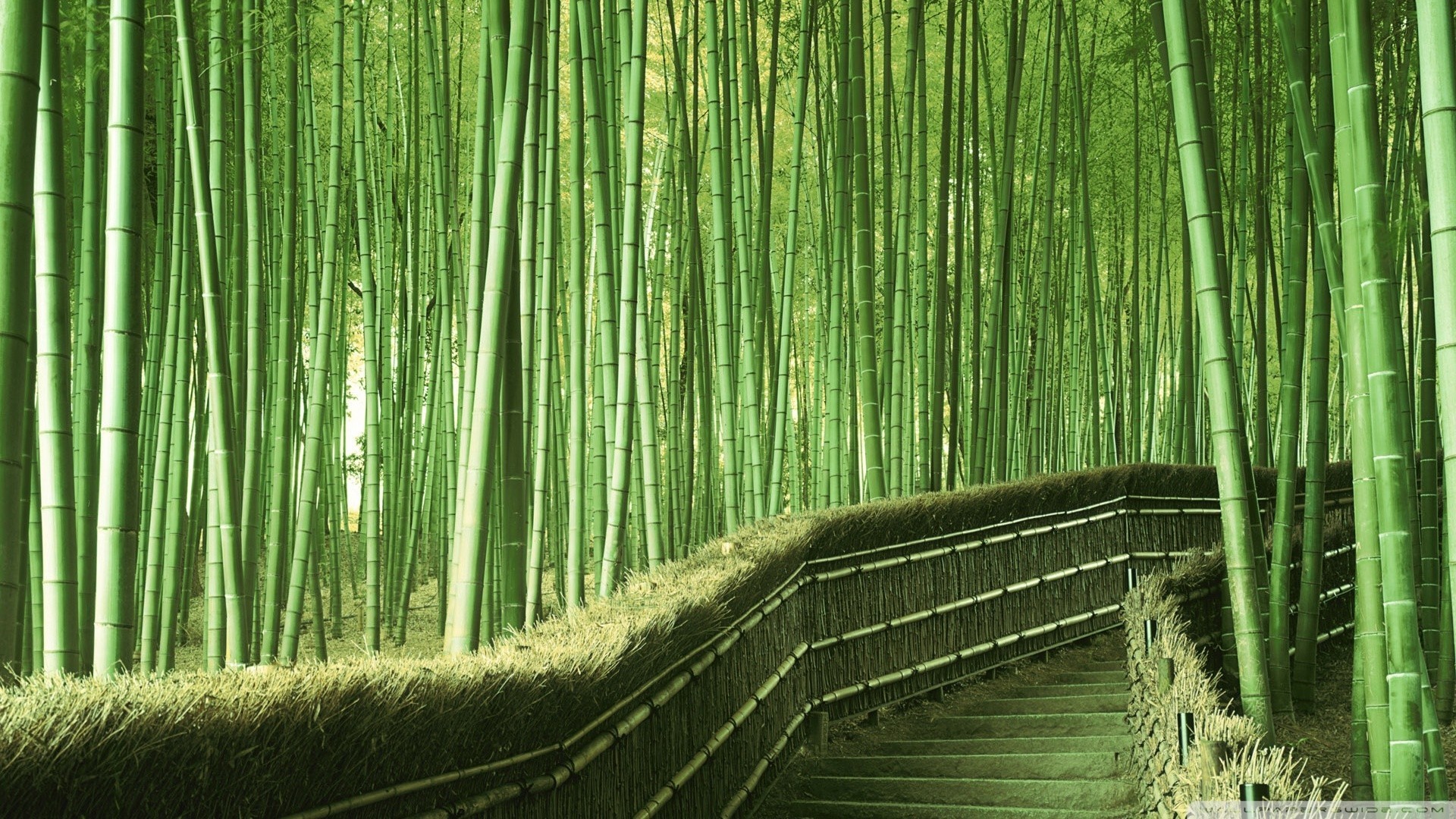 Bamboo High Quality