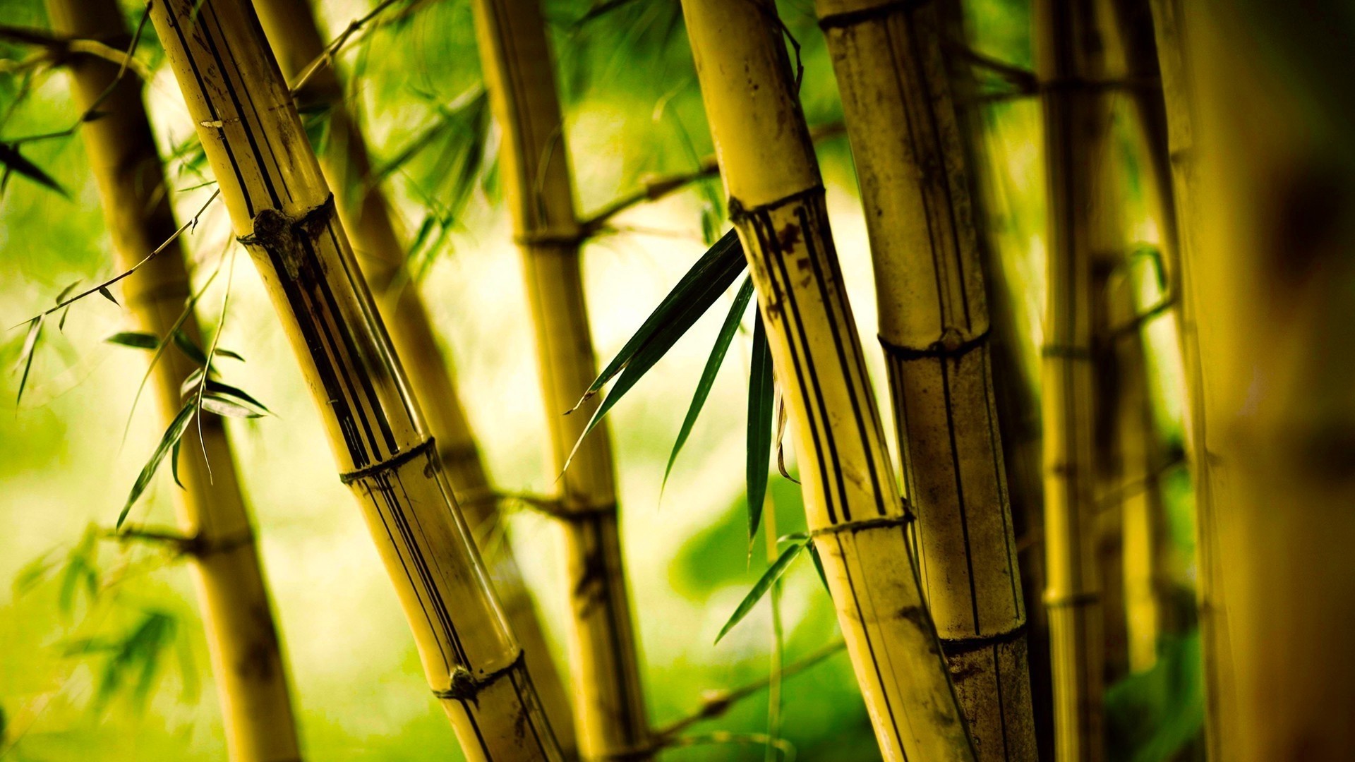 Bamboo PC Wallpaper