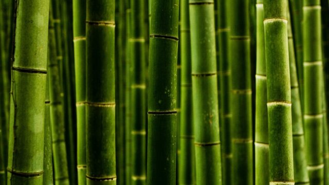 26 Bamboo Wallpapers - Wallpaperboat