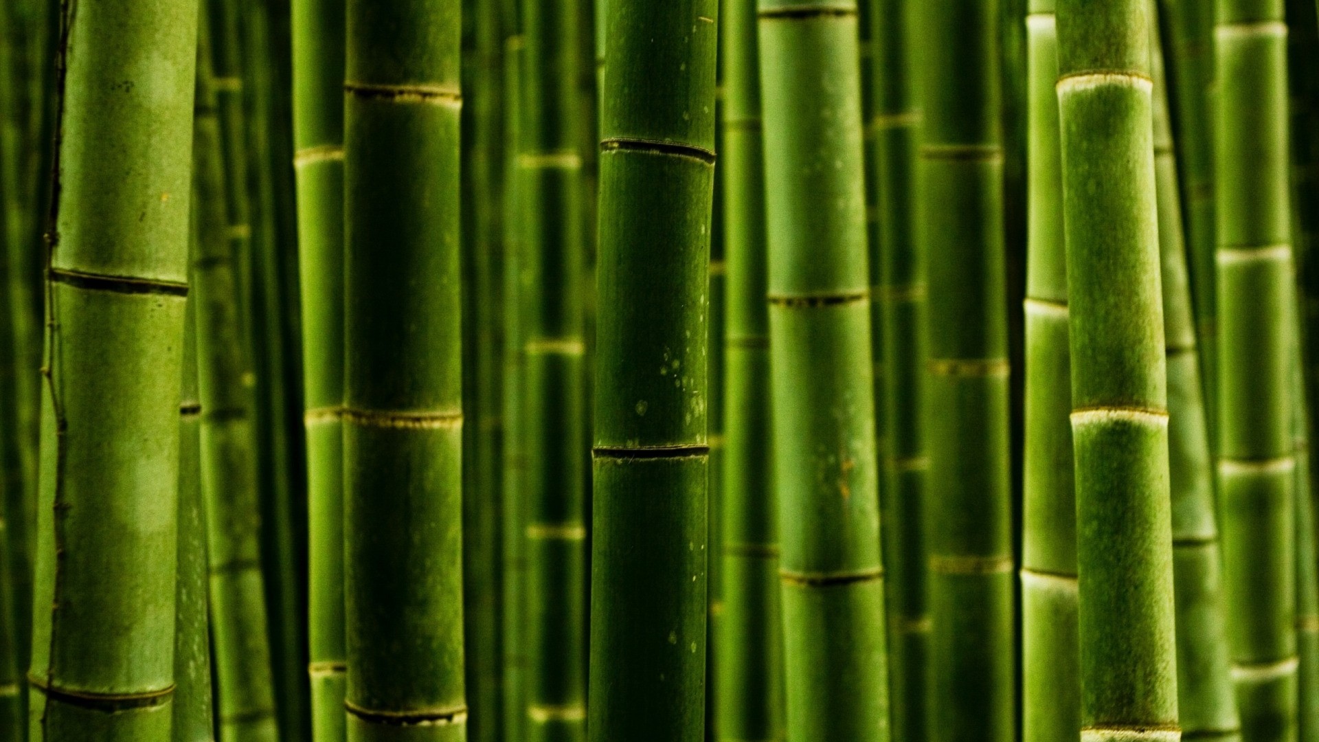 Bamboo Free Wallpaper and Background