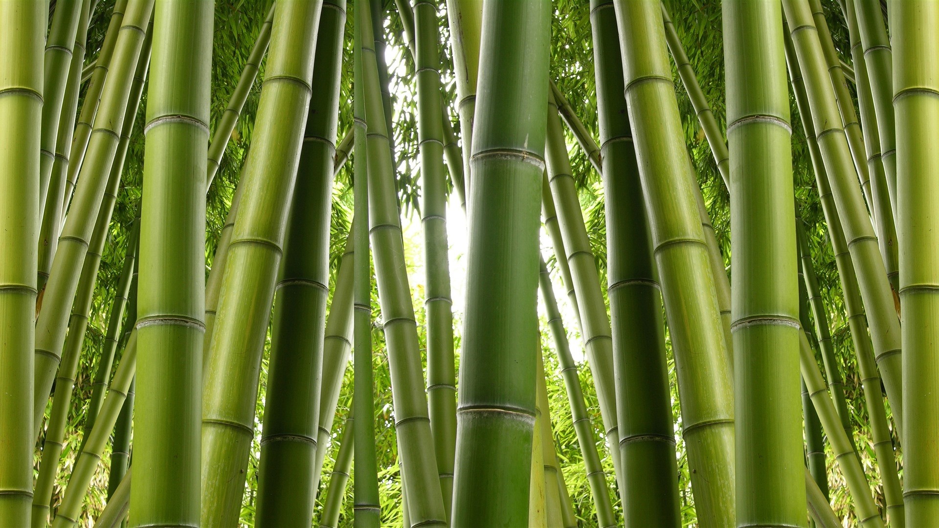 Bamboo HD Wallpaper