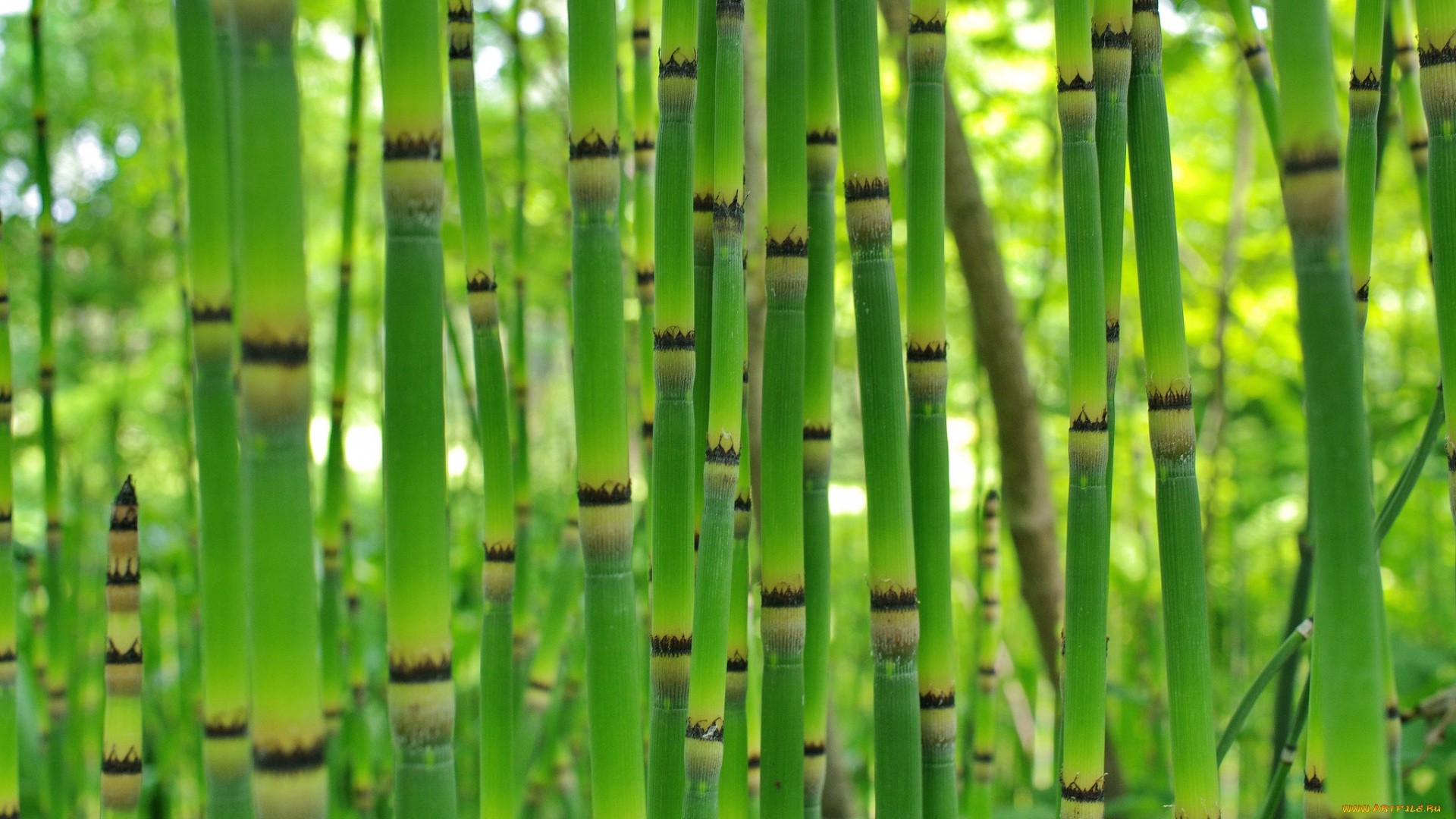 Bamboo Wallpaper and Background