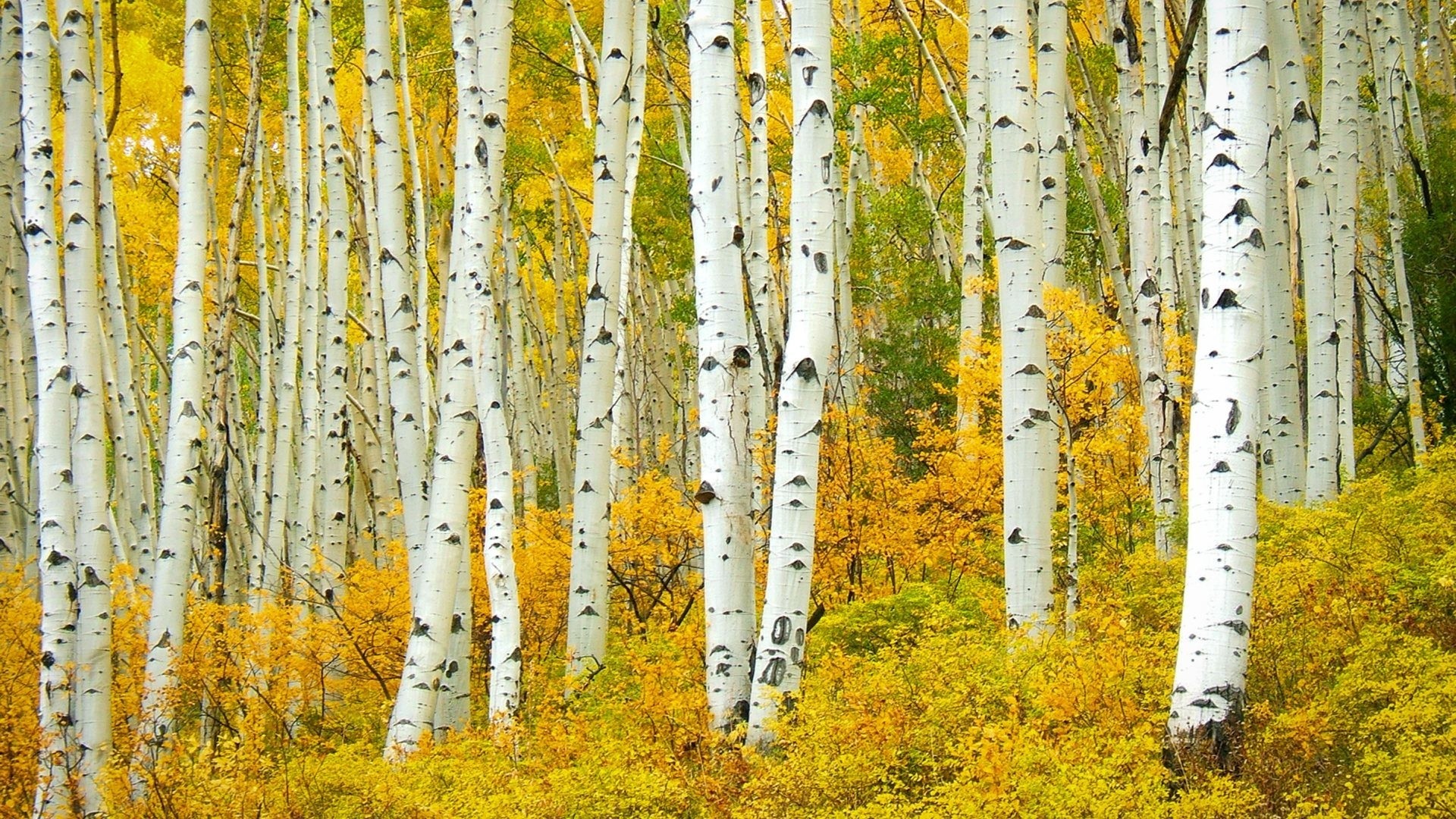 Birch Tree HD Wallpaper