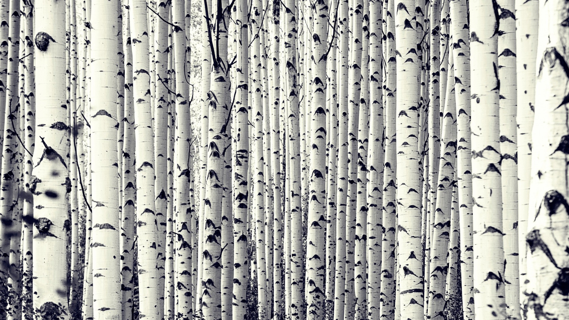 Birch Tree wallpaper