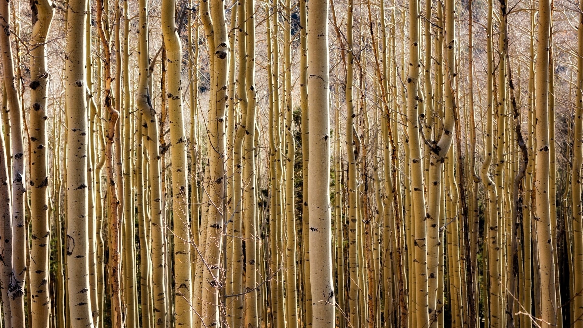 Birch Tree wallpaper