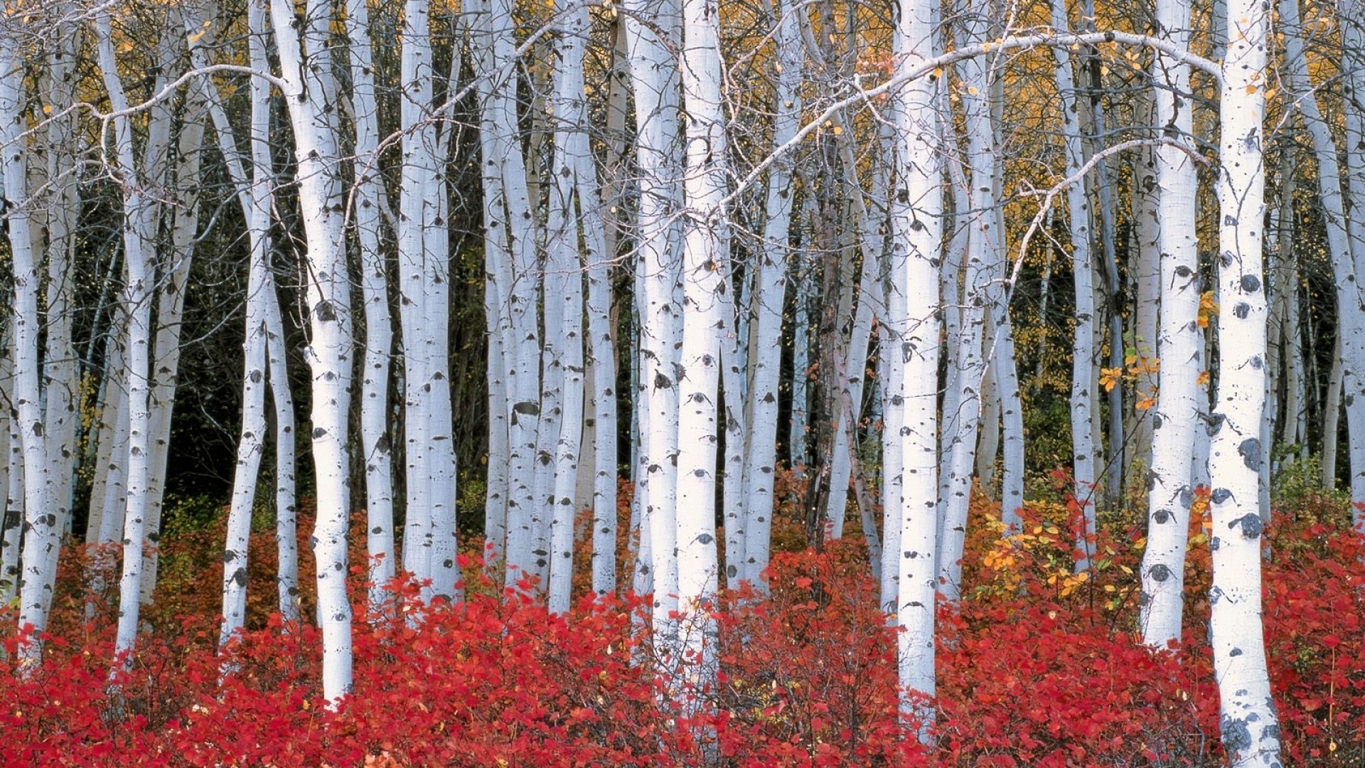 Birch Tree HD Wallpaper