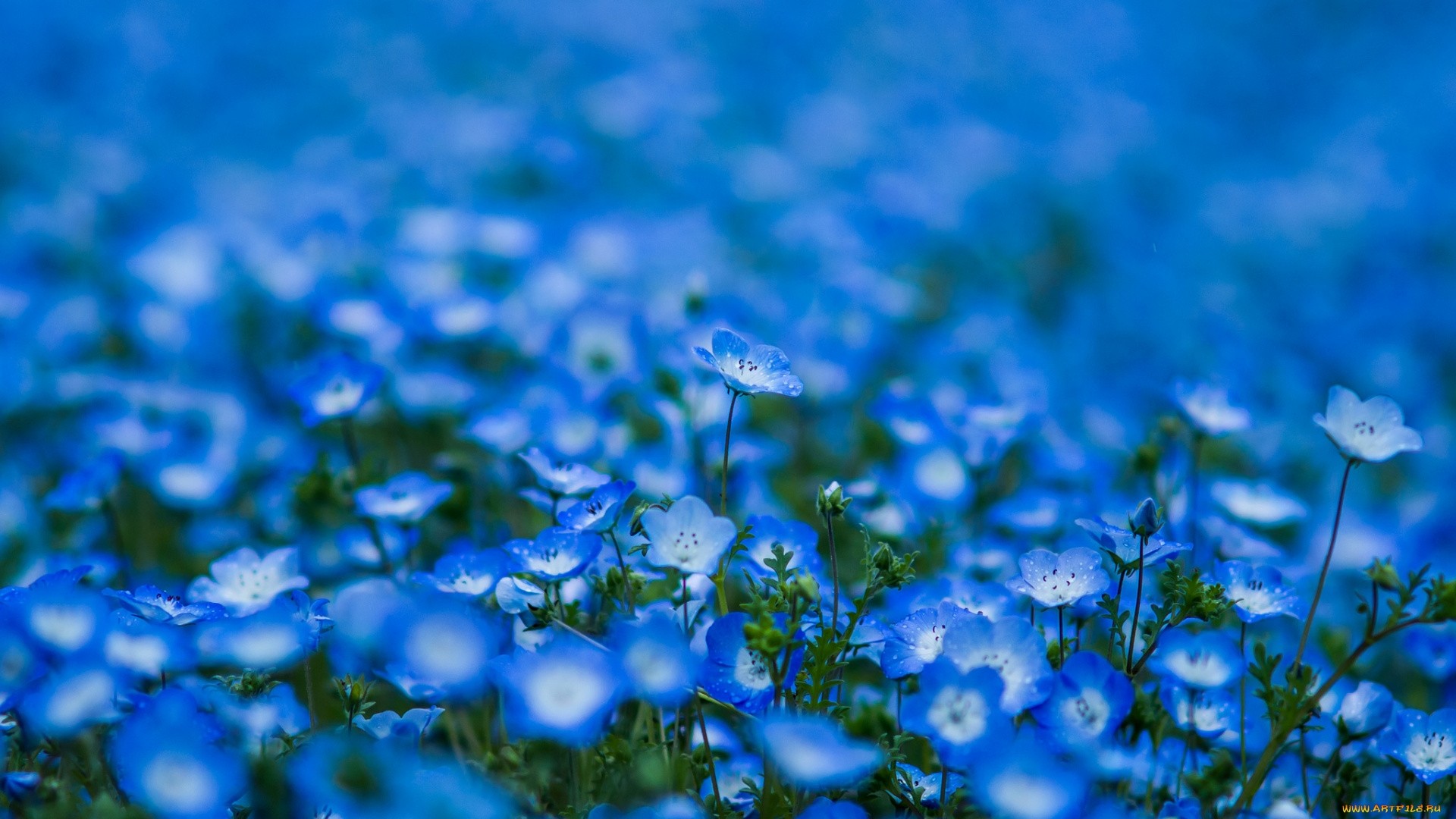 Blue Flower hd wallpaper download