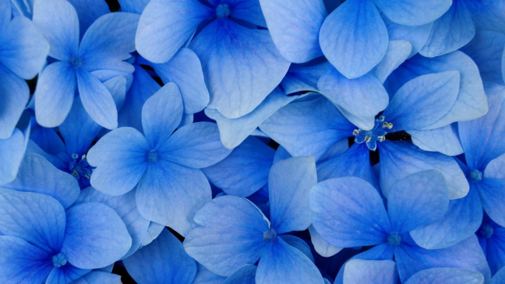 Blue Flower Picture