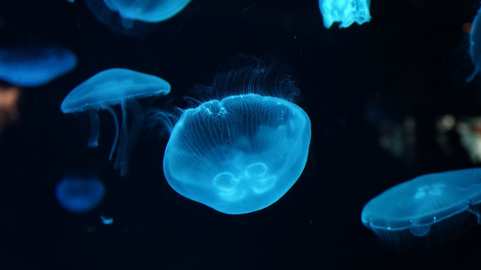 Jellyfish computer wallpaper