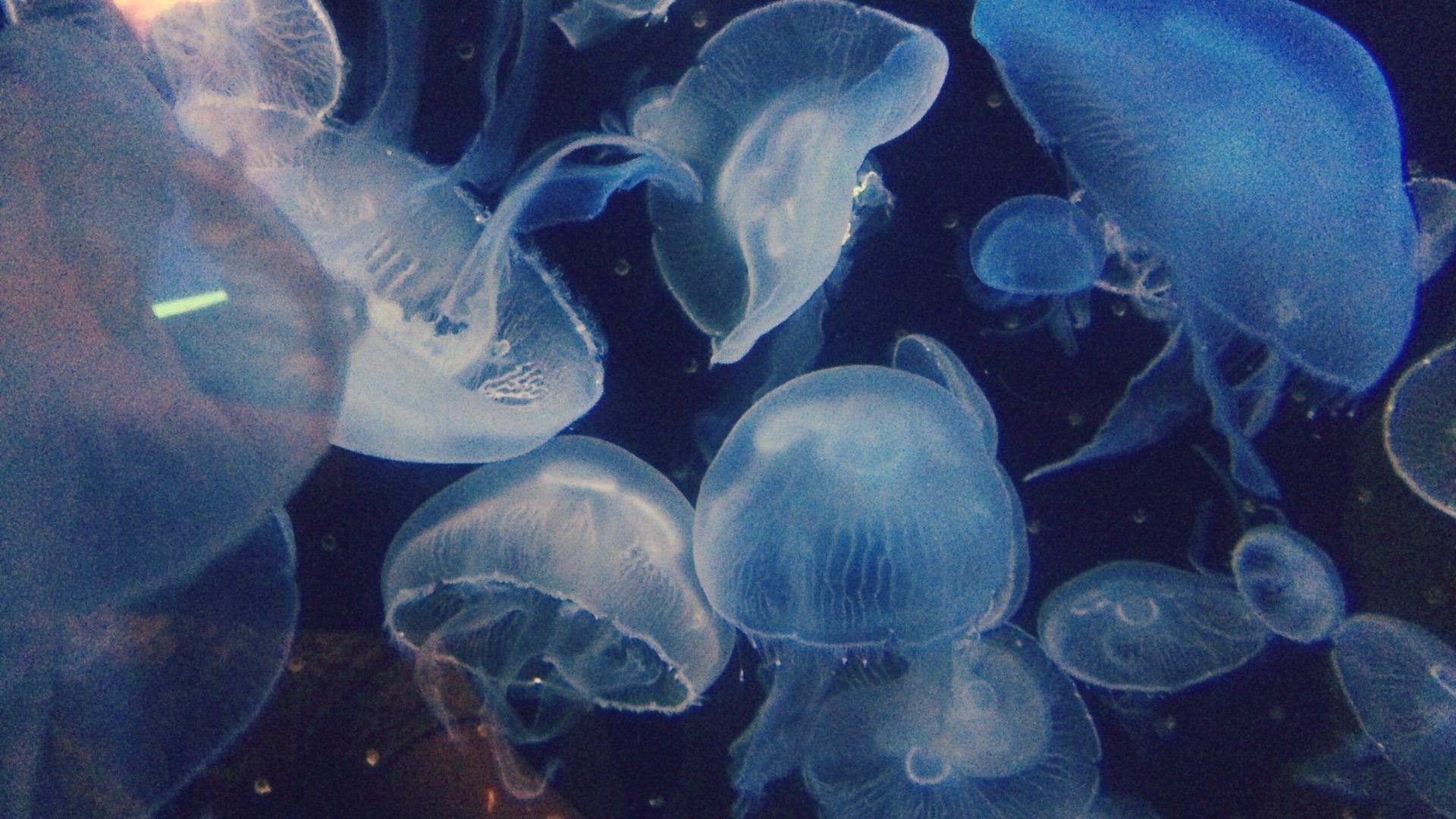 Jellyfish Background Wallpaper