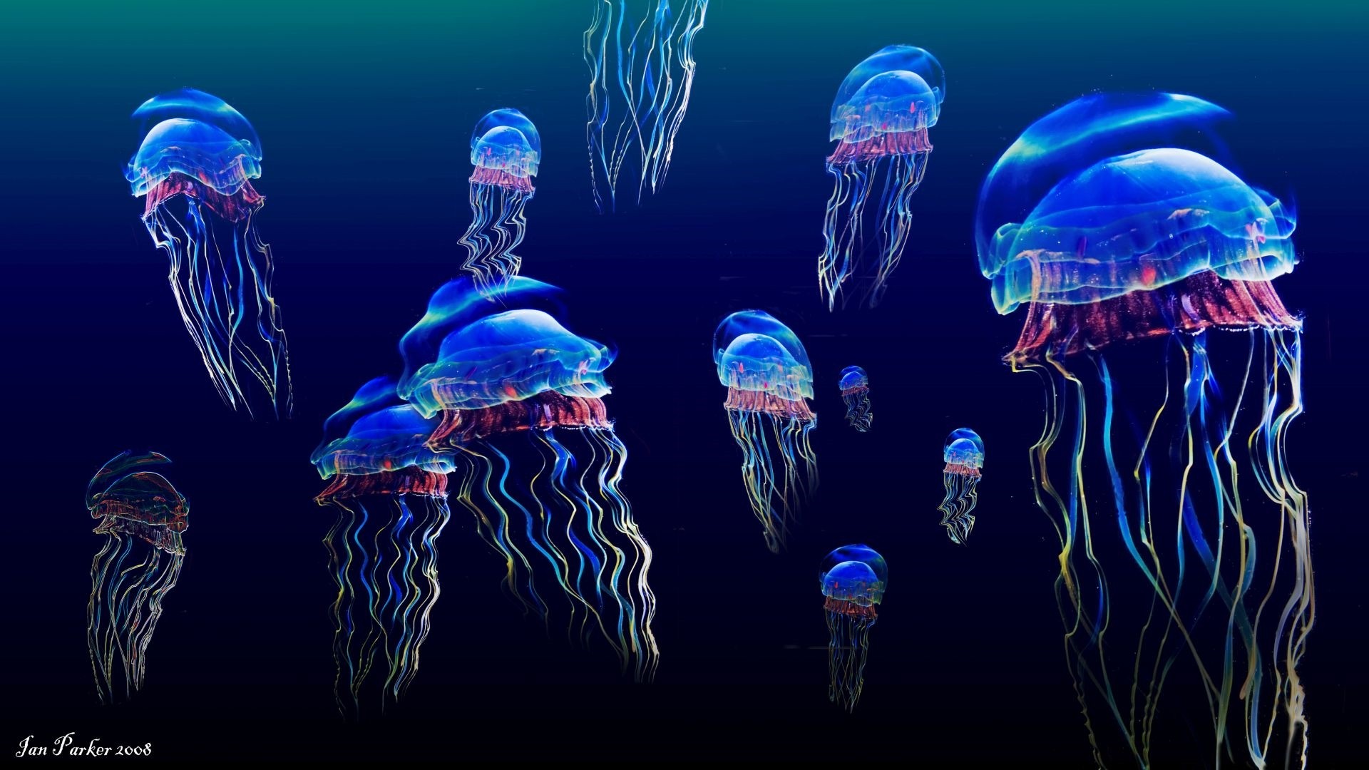 Jellyfish Wallpaper and Background