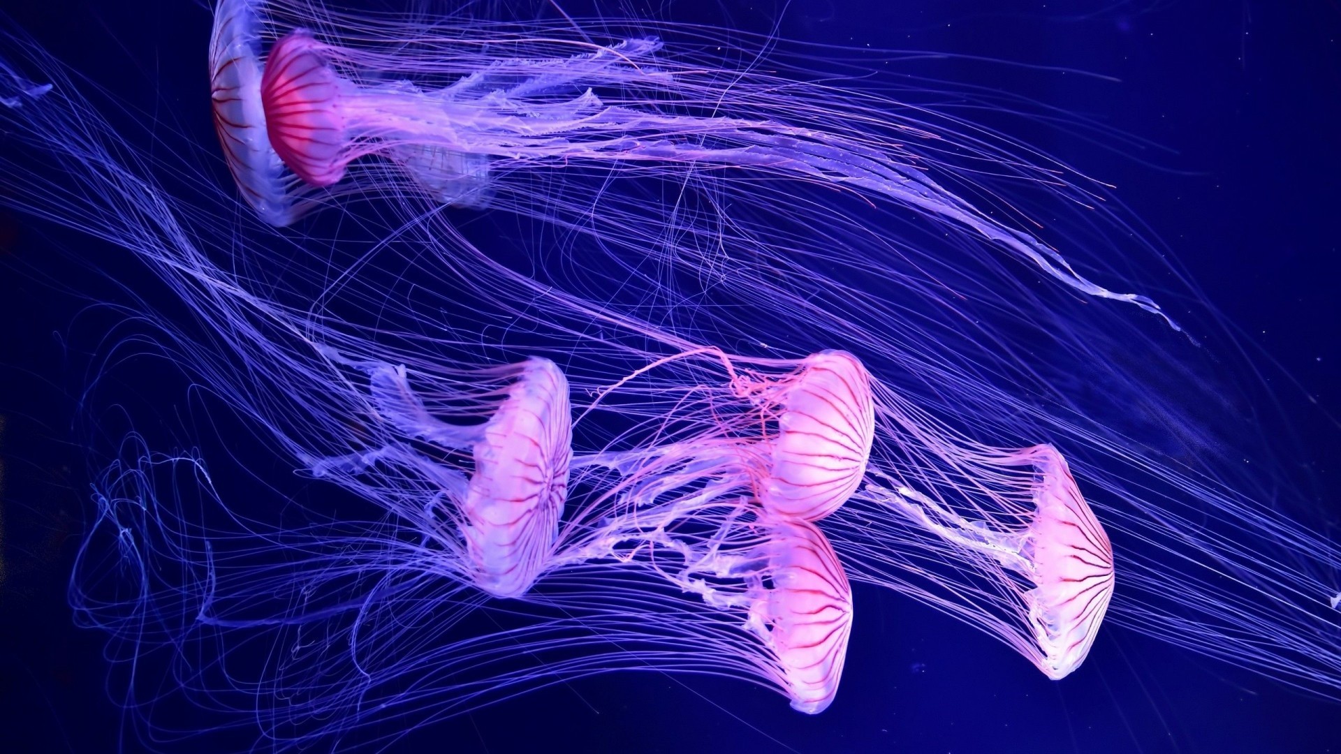 Jellyfish Free Wallpaper and Background