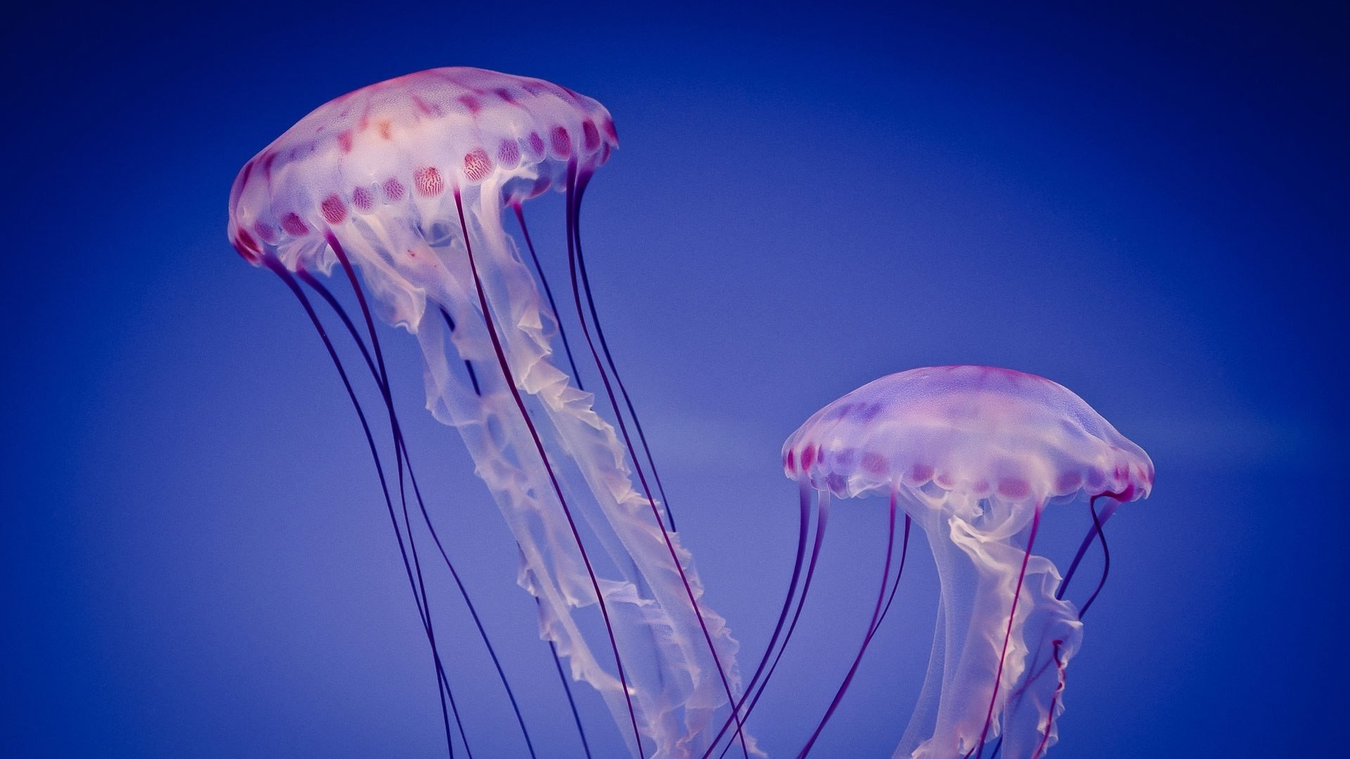 Jellyfish hd wallpaper download