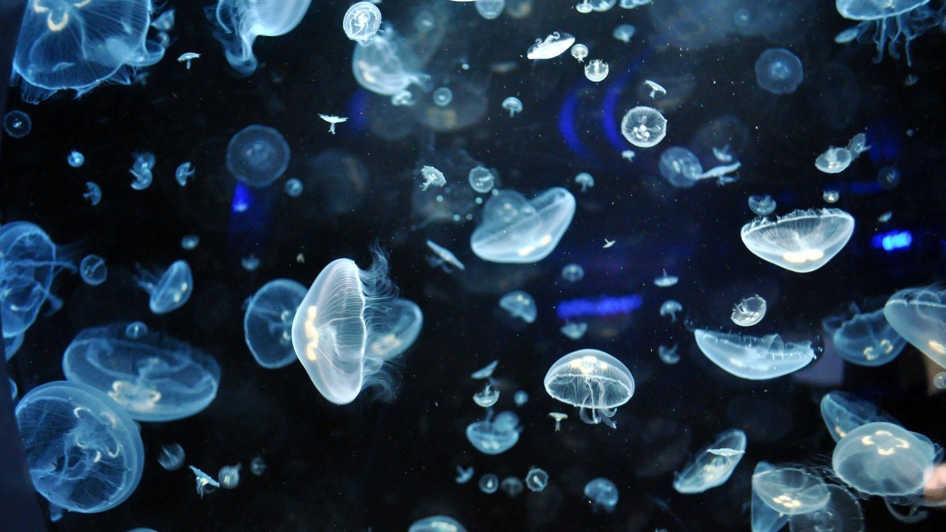 Jellyfish Pic