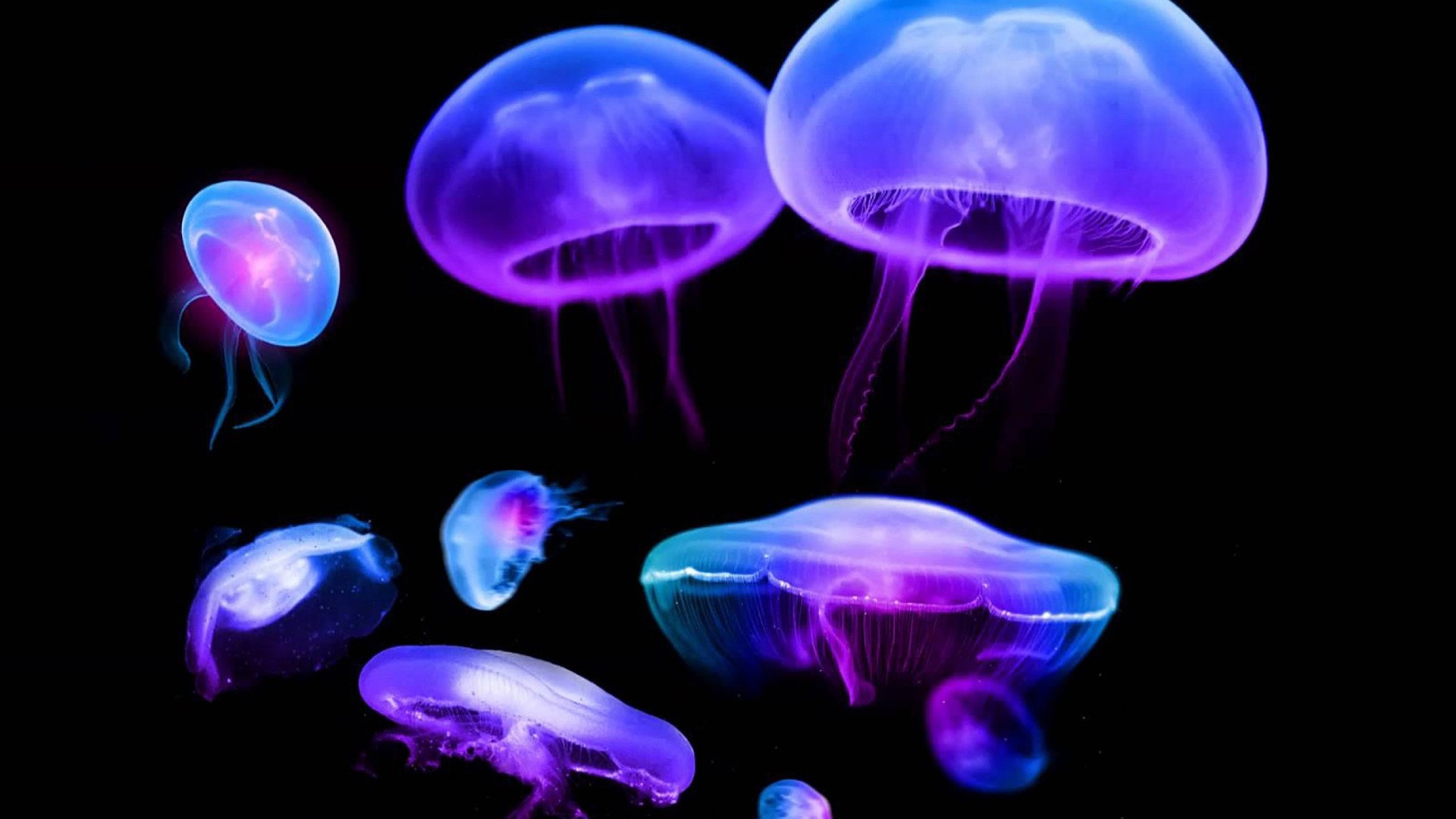 Jellyfish wallpaper photo hd
