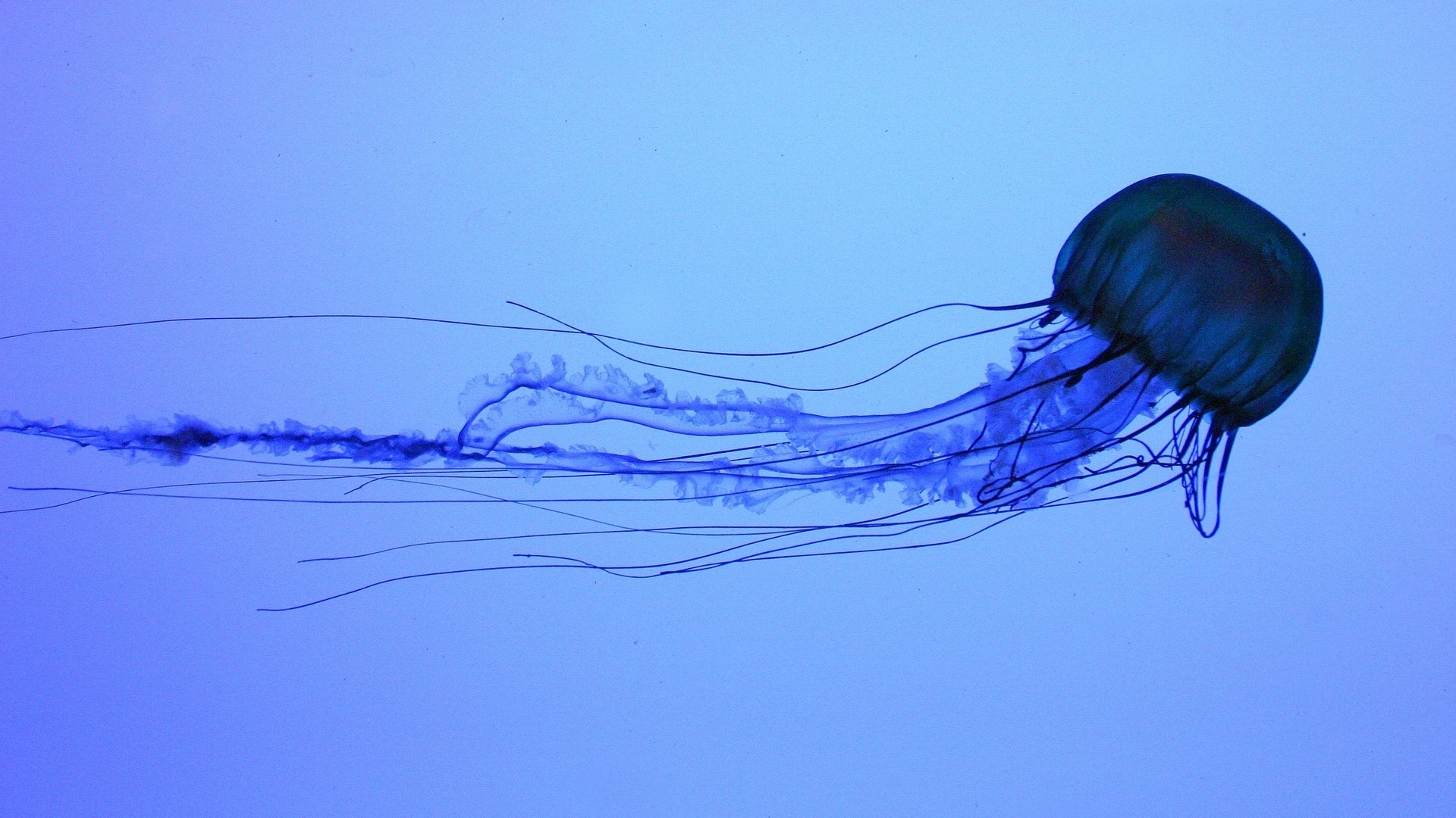 Jellyfish wallpaper photo hd