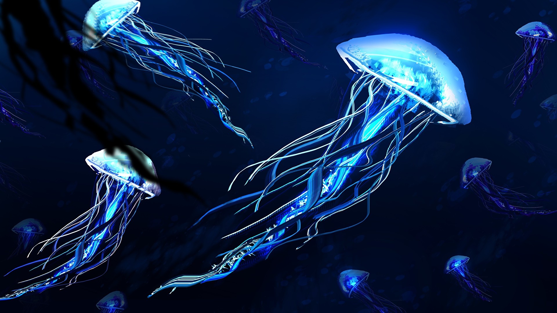 Jellyfish PC Wallpaper
