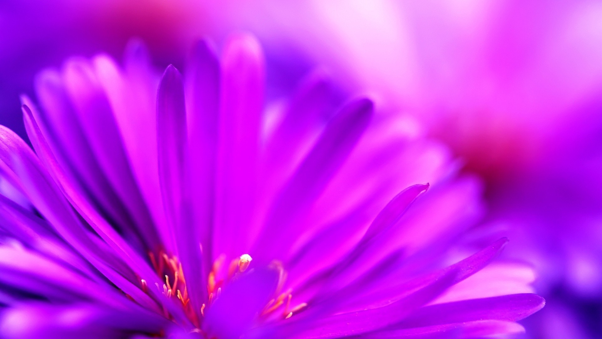 Purple Flower HD Wallpaper